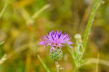 Shallow focus shot of a beautiful greater knapweed flower in a garden