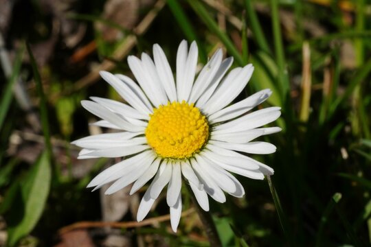 Closeup of a beautiful common daisy in a garden