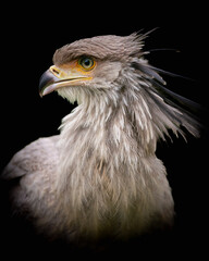 Vertical closeup shot of a secretary bird on black background