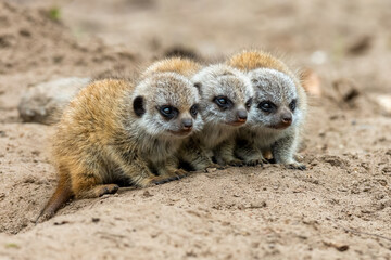Closeup shot of three young meerkats in the nature - Powered by Adobe