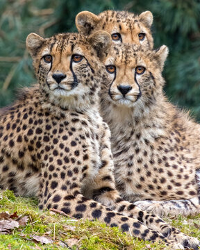 Vertical shot of three cheetahs in a zoo looking around in a blurred background