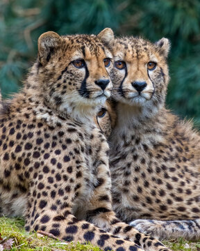 Vertical shot of two cheetahs in a zoo looking around in a blurred background
