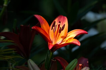 Closeup of a 'royal sunset' lily flower with sunlight falling on it