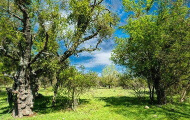 Landscape with grass and trees on a sunny day in North Macedonia