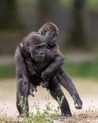 Western lowland gorillas play with each other