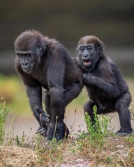 Western lowland gorillas play with each other