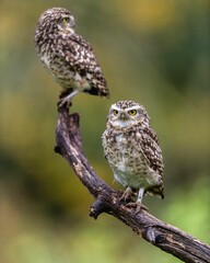 Vertical shot of two burrow owls perched on a branch