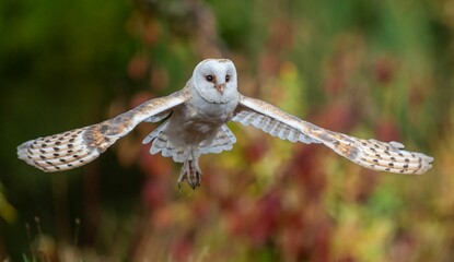 Barn owl in flight against a blurry colorful background