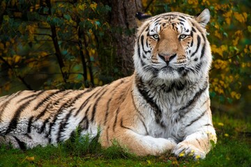 Fototapeta na wymiar Siberian tiger lying on the grass in its habitat