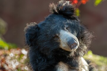 Portrait of a cute sloth bear