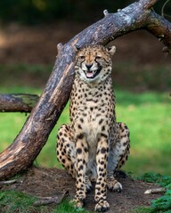 Young cheetah sitting by a tree and roaring