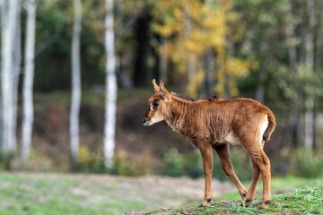 Young sable antelope in its habitat - obrazy, fototapety, plakaty