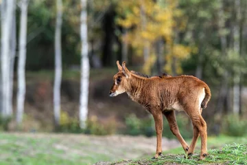 Foto op Plexiglas Young sable antelope in its habitat © Wil Reijnders/Wirestock Creators