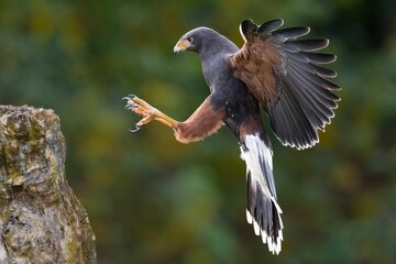 Selective focus shot of a brown desert buzzard bird in flight