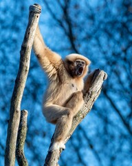 Vertical shot of a gibbon yelling while hanging on a tree