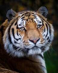 Fototapeta na wymiar Vertical closeup shot of a beautiful Siberian tiger face