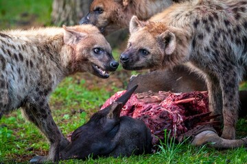Closeup shot of hyenas fighting over bloody prey on a field - Powered by Adobe