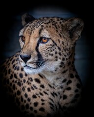 Fototapeta na wymiar Vertical closeup shot of the details on a beautiful spotted cheetah