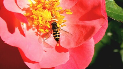 Closeup of a cute little bee collecting nectar from a beautiful pink flower in a sunny garden