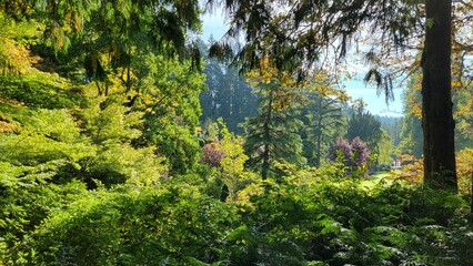 Obraz premium Beautiful view of green lush trees on a sunny day
