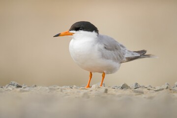Closeup of a cute little tern on a ground