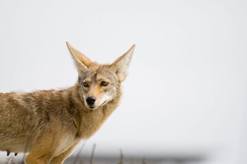 Closeup portrait of a cute Golden jackal