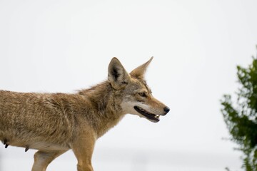 Closeup portrait of a cute Golden jackal