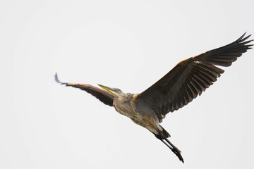 Bottom view of a gray heron flying with wide-open wings on a white background