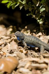 Vertical shot of a Steppe agama, lizard on the dry stumps