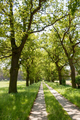 Fototapeta na wymiar Vertical shot of a beautiful green park in summer