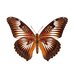 Fototapeta na wymiar Chestnut tiger butterfly - Parantica sita. Transparent PNG. Generative AI