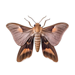 Dark sword-grass moth butterfly -  Agrotis ipsilon. Transparent PNG. Generative AI