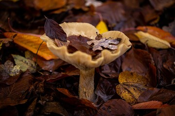 Closeup of a mushroom with autumn leaves in a forest