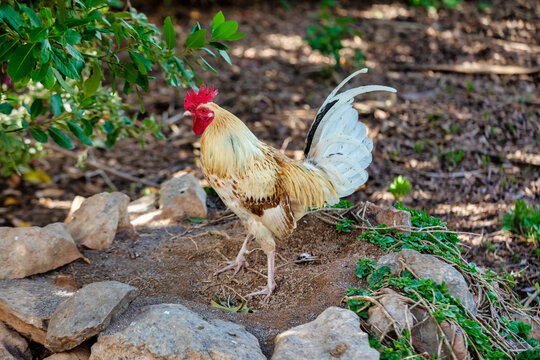 Young Rooster Keeping Watch: Guardian of the Chicken in the Farmyard