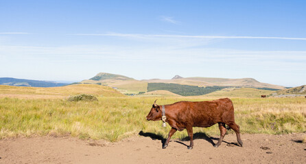 vaches dans les Monts Dore dans le Massif central en été en france