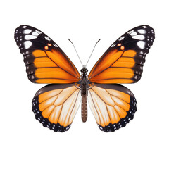 Obraz premium Plain tiger butterfly - Danaus chrysippus. Transparent PNG. Generative AI