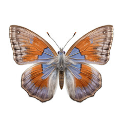Western pygmy blue butterfly -  Brephidium exile. Transparent PNG. Generative AI