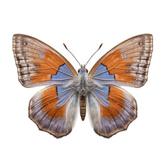 Western pygmy blue butterfly -  Brephidium exile. Transparent PNG. Generative AI