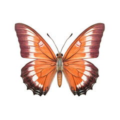 White-bordered copper butterfly -  Lycaena helvetica. Transparent PNG. Generative AI