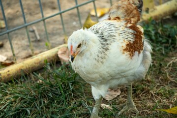Selective of a chicken in a yard