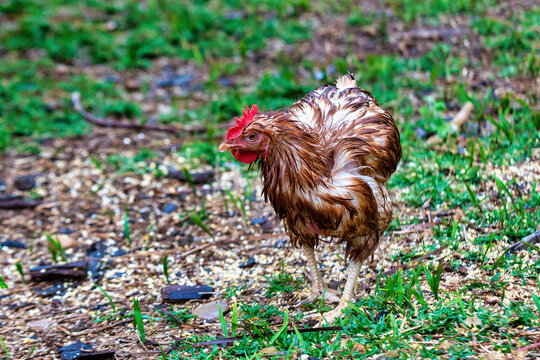 Wet Chicken in the Yard: Rainy Day Dampness and Poultry Farming