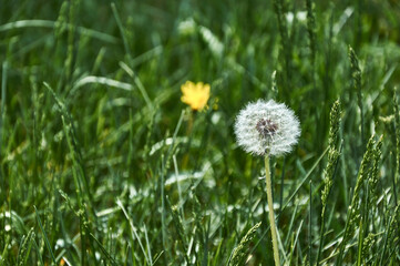Dandelion on the background of green lawn grass