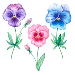 Obraz na płótnie Canvas Set of watercolor flowers pansies on white background. Hand-drawn illustration. 