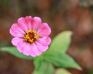 Obraz premium Selective shor of a pink Zinnia against a blurry background