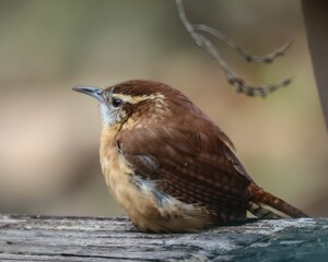 Closeup shot of a small Carolina Wren (Thryothorus ludovicianus) resting on the blurred background