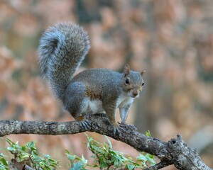 Gray squirrel sitting on a branch