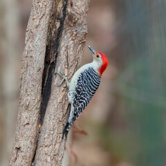Selective focus shot of a woodpecker on the tree