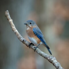 Selective focus shot of a bluebird perched on a branch
