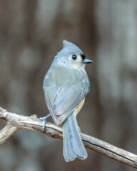 Selective focus shot of a tufted titmouse (baeolophus bicolor) perched on a branch © William75/Wirestock Creators