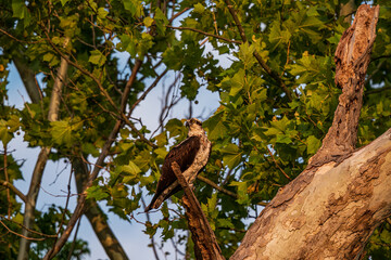 Osprey at the Nest